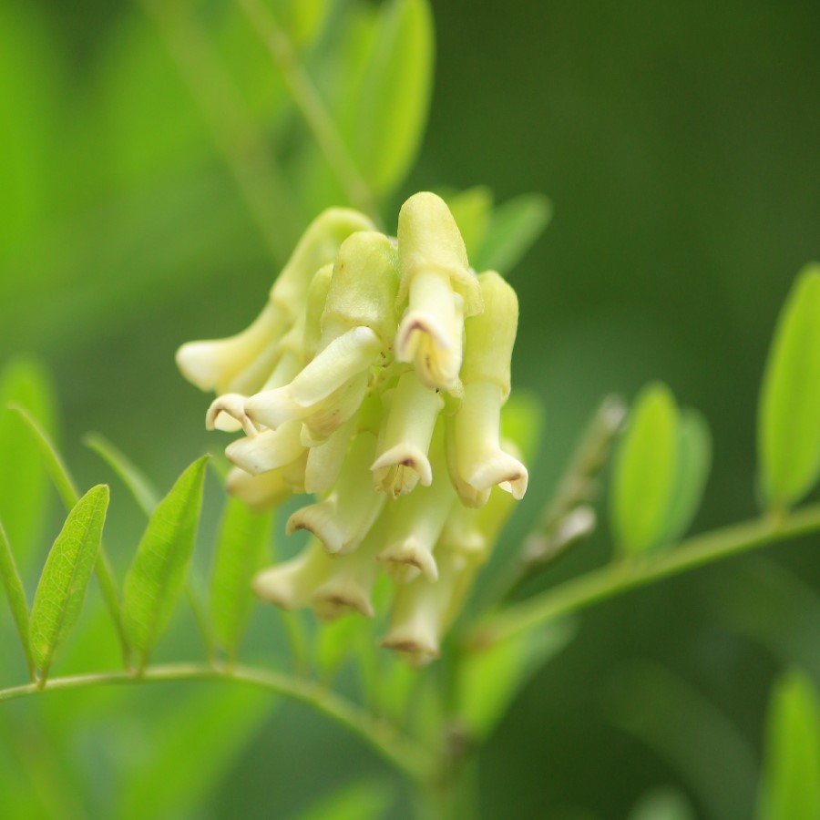 クララ（クジン）