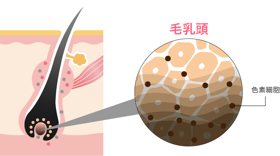 色素細胞のメラニン色素生成を促進する