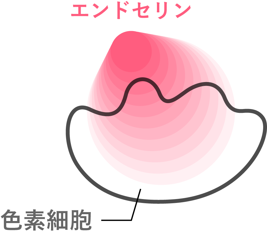 クロナルポリフェノールが工ンドセリンの遺伝子発現を促進