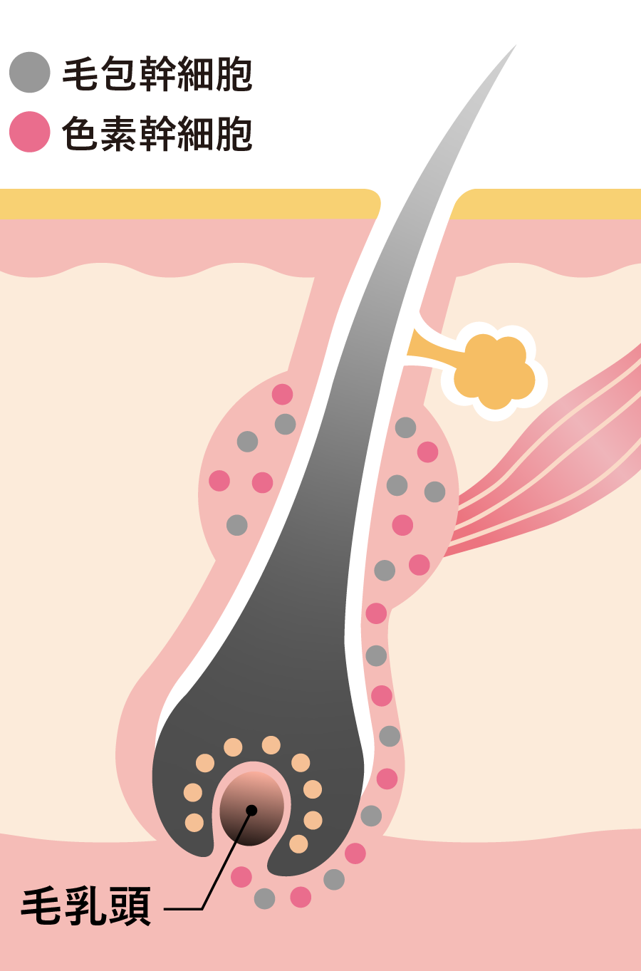 クロナルポリフェノールがSCFの遺伝子発現を促進