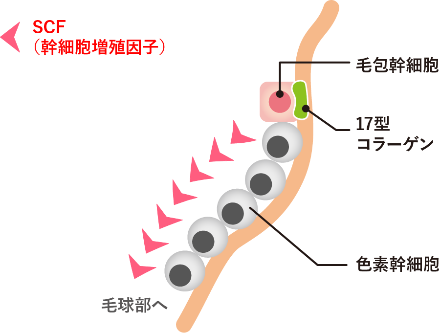 クロナルポリフェノールがSCFの遺伝子発現を促進