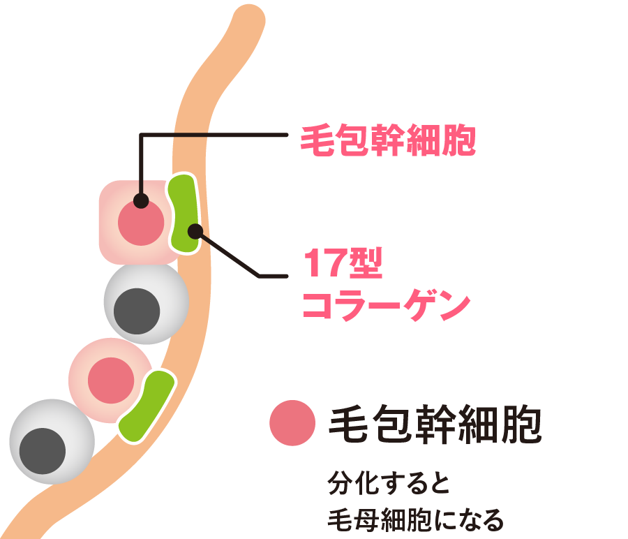 脱毛を抑える機能